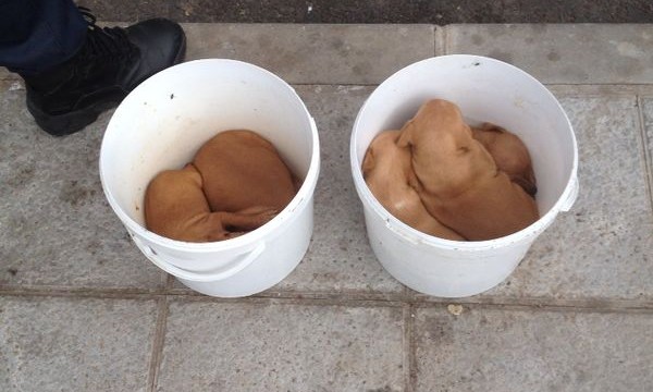 Dos cachorrillos asfixiados al ser dejados en una basura de Arona