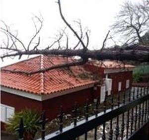 Retiran un árbol que cayó sobre una vivienda en El Rosario