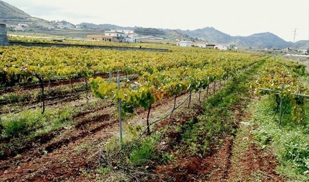 Bodegueros y viticultores piden la aprobación de una ley de la viña y del vino de Canarias