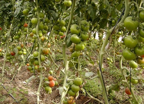 La exportación del tomate canario desciende un 82% en 15 años
