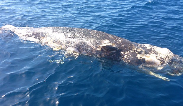 Hallada una cría de cachalote muerta en la costa de Playa Blanca