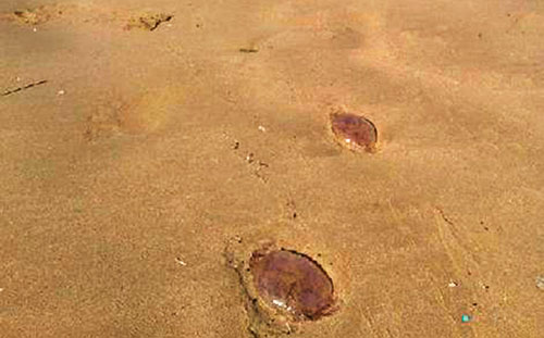 Desaconsejado el baño en Las Teresitas, Las Gaviotas y Valleseco por presencia de medusas