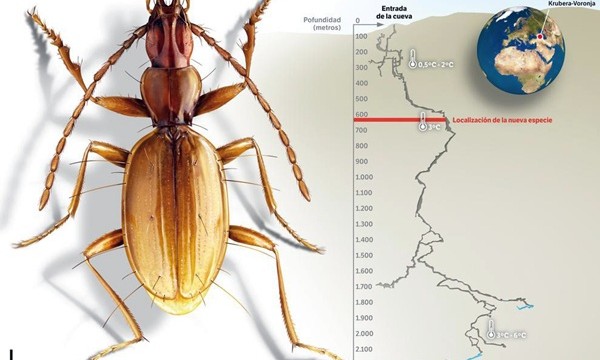 Una investigadora de la ULL halla una nueva especie de escarabajo