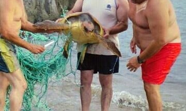 Salvan la vida a una tortuga en el mar tras creer que era una mujer que se ahogaba