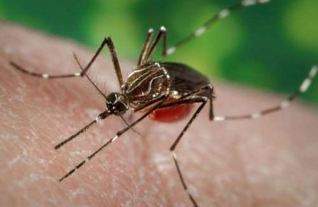 Sanidad pide a los canarios que avisen si ven al mosquito del dengue   