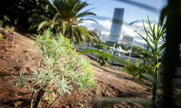 “Cuando cuento a los mayores expertos en botánica del mundo cómo se creó el Palmetum de Santa Cruz, se quedan fuera de combate”