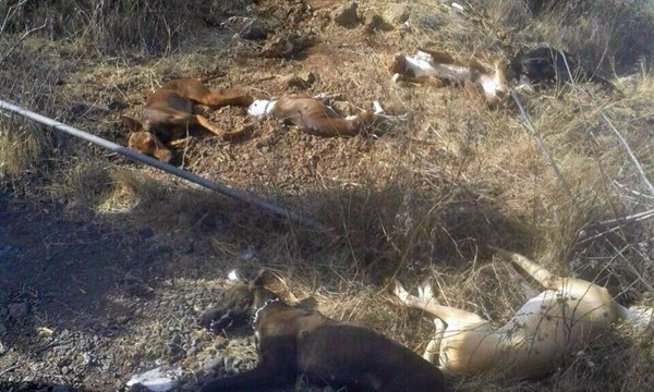 Nueve perros de caza mueren a causa de cebos con veneno
