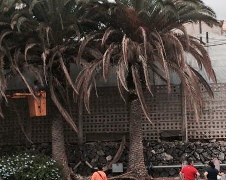 Las 10.000 palmeras de propiedad municipal gozan de buena salud