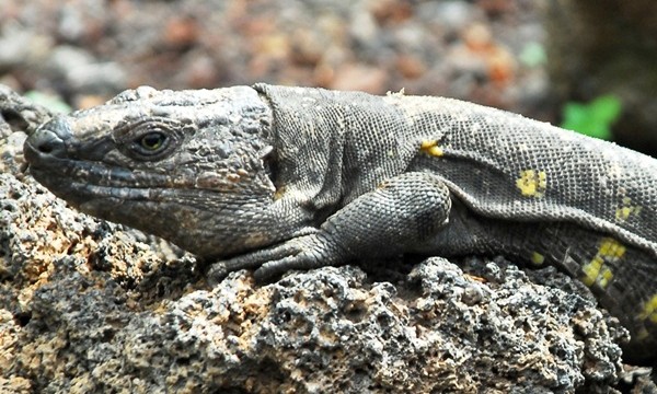 Nacen 93 ejemplares de lagarto gigante en el Centro de Reproducción insular