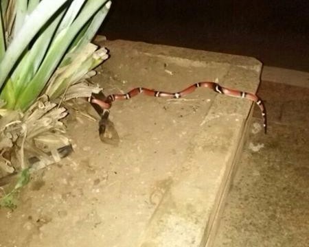 Aparece una serpiente en las jardineras de la avenida de Tres de Mayo
