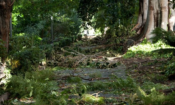 El temporal obliga a la tala de 11 árboles del parque García Sanabria