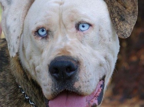 Boof, el perro en adopción que se parece a John Travolta, triunfa en Internet 