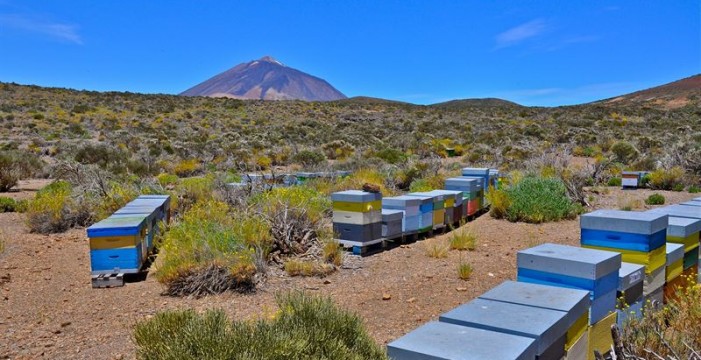 Solicitan prohibir las colmenas de abejas en el Parque Nacional del Teide