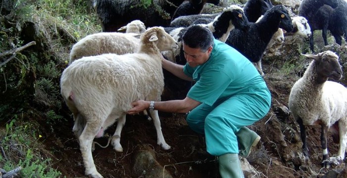 El Gobierno de Canarias destina 300.000 euros para la defensa sanitaria de la ganadería