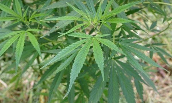 El 36% de los nuevos consumidores de cannabis son menores