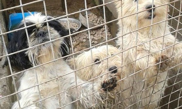 Rescatan de una perrera ilegal a decenas de animales 