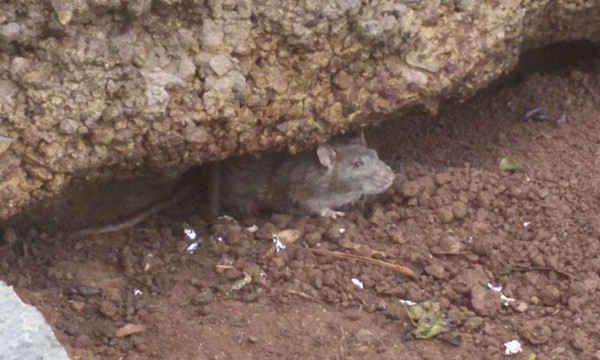 Una plaga de ratas alarma desde hace varias semanas  a usuarios de Playa Jardín