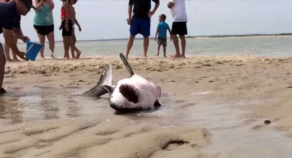 Rescate de un tiburón blanco varado en una playa de EE.UU.