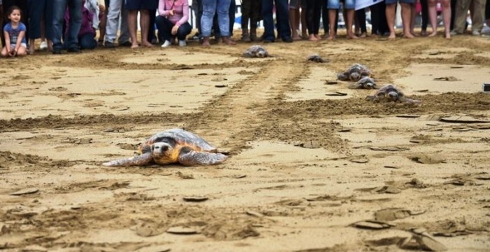 La playa de Las Teresitas acoge este jueves una liberación de tortugas marinas