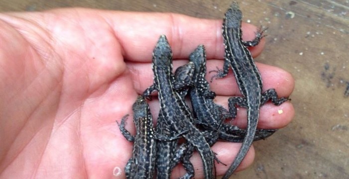Nacen más de cincuenta crías del lagarto gigante de El Hierro