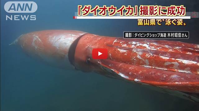 Aparece un calamar gigante en Japón