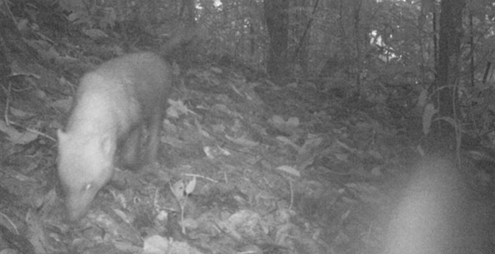 Una cámara trampa capta en Panamá al escurridizo perro de monte