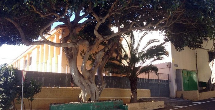 Advierten del peligro de varios árboles en mal estado en Santa María del Mar