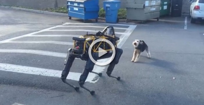 Perro robótico vs perro animal